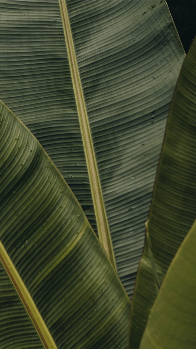 green banana leaves iPhone wallpaper 