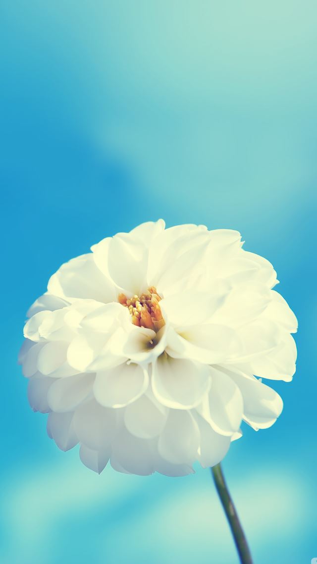 640x1136 White flower - bokeh iPhone Wallpaper