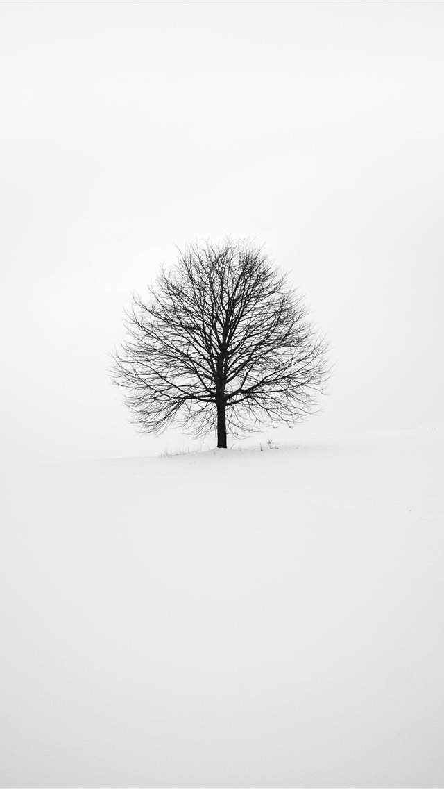 640x1136 photography of tree -  iPhone Wallpaper