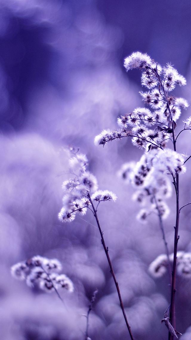640x1136 Motion blur - purple iPhone Wallpaper