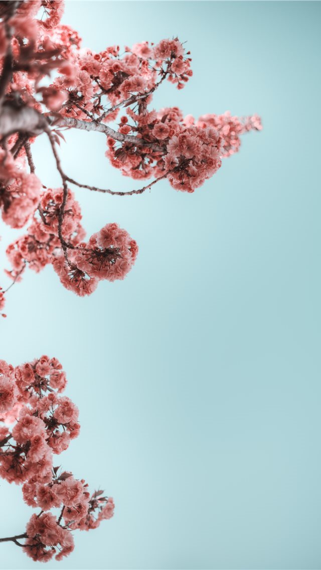 640x1136 selective photograph of branches with flower - summer iPhone Wallpaper