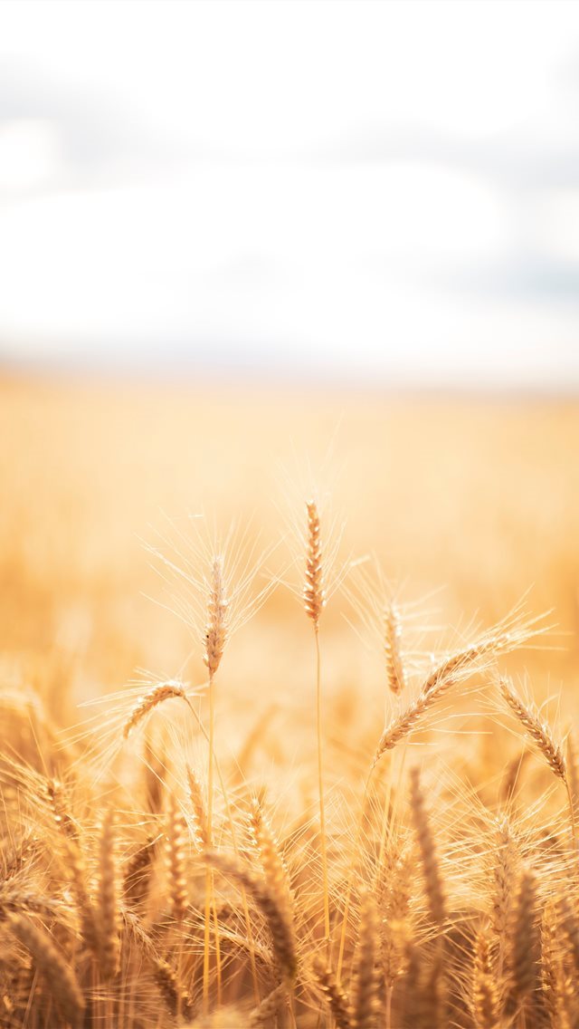 640x1136 brown grasses - food iPhone Wallpaper