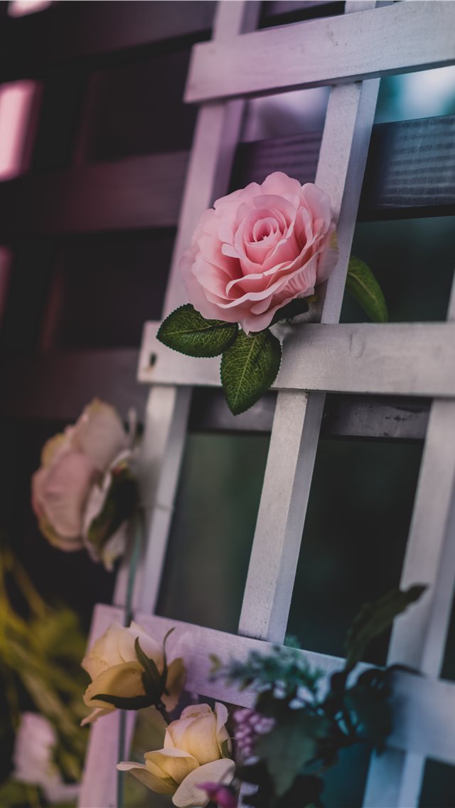 640x1136 pink petaled flower - rose iPhone Wallpaper