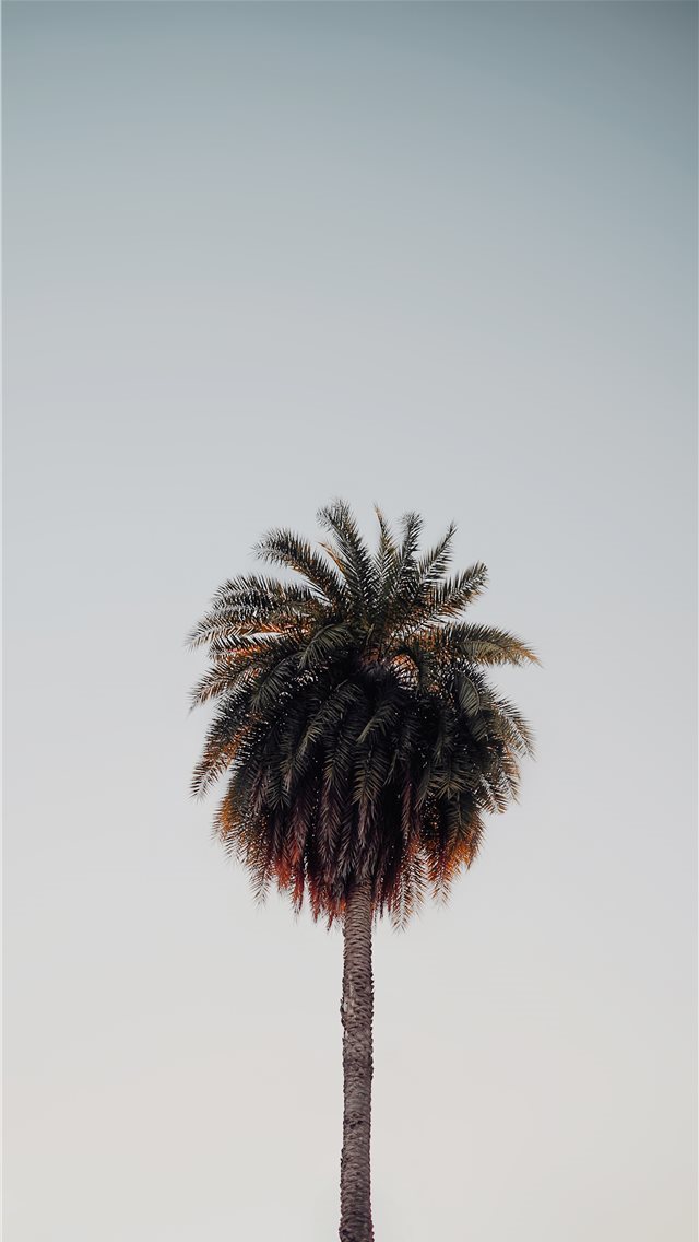 640x1136 green coconut tree - fiji iPhone Wallpaper