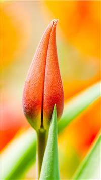 orange tulip bud wallpaper