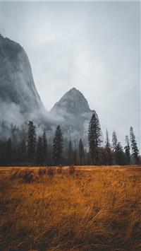 grass field near tall trees in mountain wallpaper