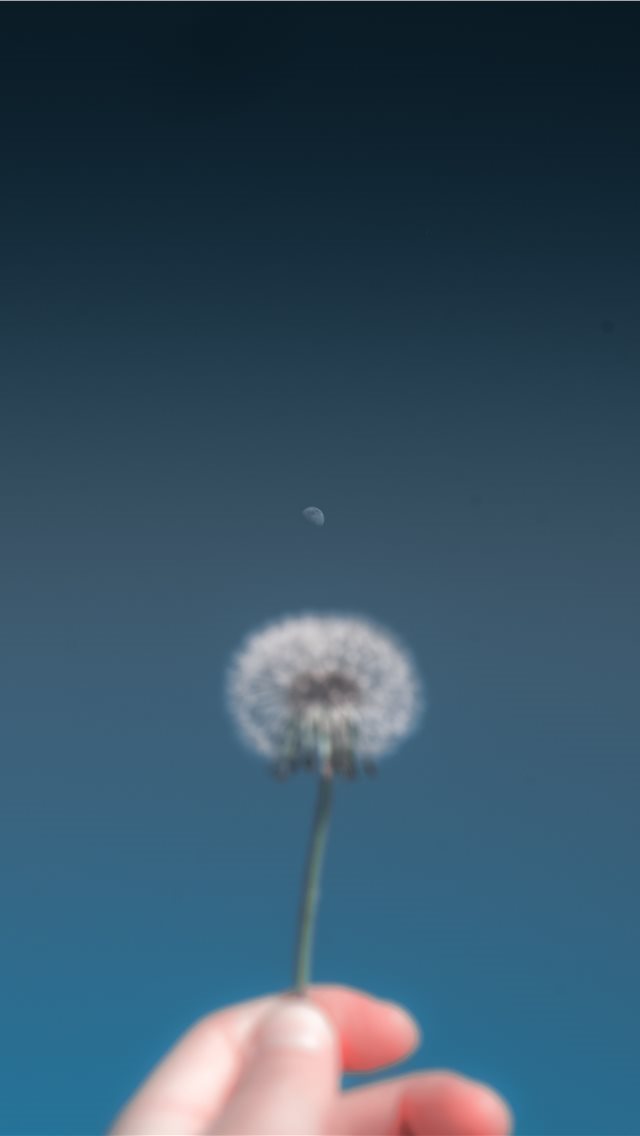 640x1136 person holding dandelion flower -  iPhone Wallpaper