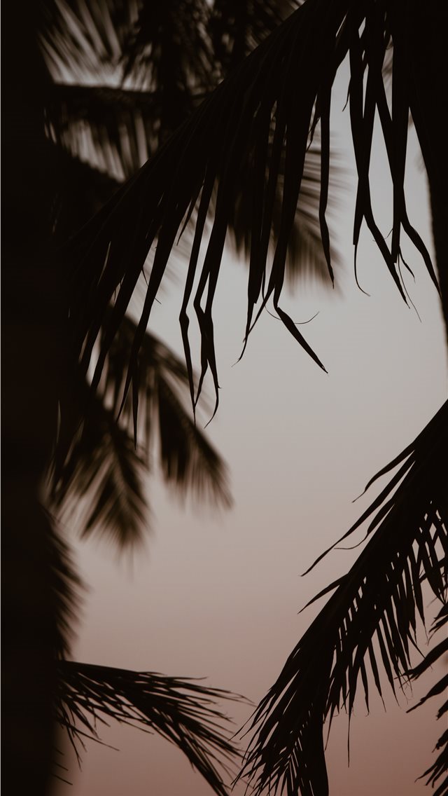 640x1136 silhouette of coconut trees - summer iPhone Wallpaper