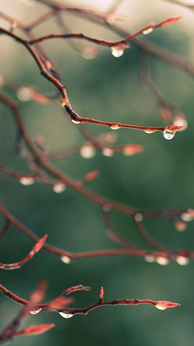 640x1136 Water Drops Spring - branch iPhone Wallpaper