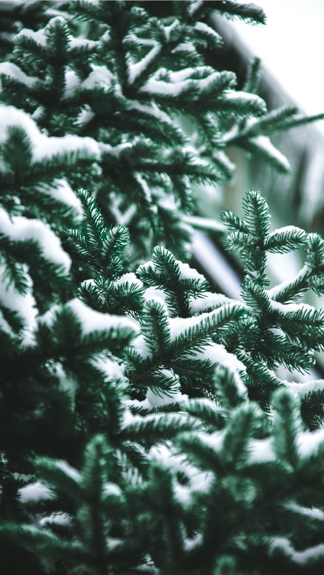 640x1136 close up photography of snow covered green pine tr... - grey iPhone Wallpaper