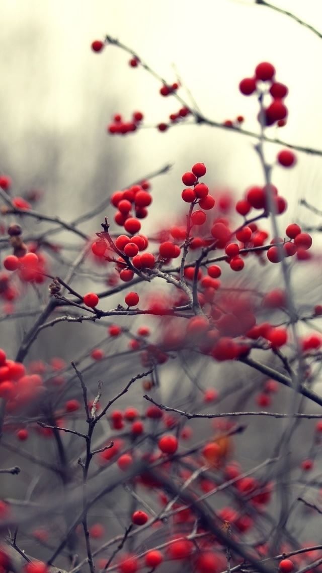 640x1136 Bush Fruits - branch iPhone Wallpaper