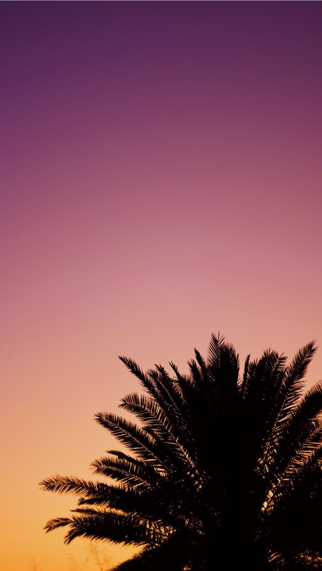 640x1136 silhouette of palm tree - tree iPhone Wallpaper