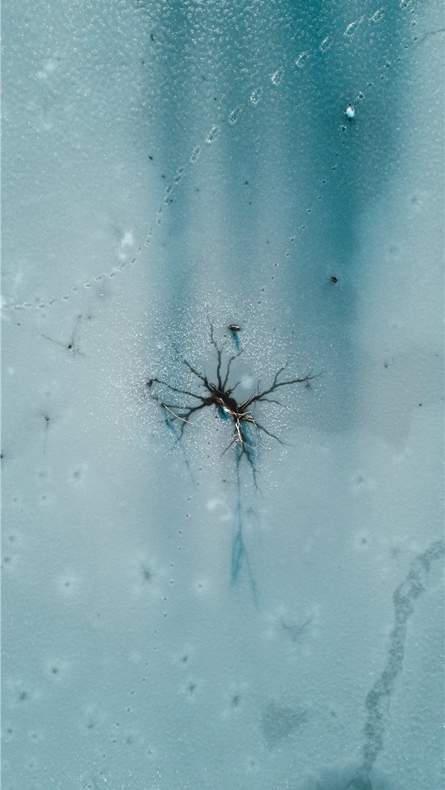640x1136 black and gray spider plant - grey iPhone Wallpaper