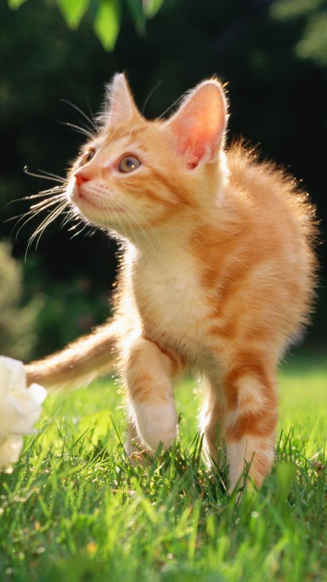640x1136 Orange Tabby Kitten - sunshine iPhone Wallpaper