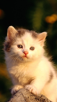 Little Cat Watching Poor wallpaper