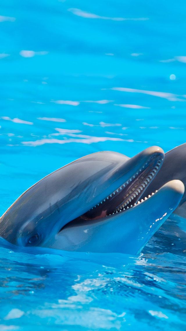 640x1136 Cute Dolphins -  iPhone Wallpaper