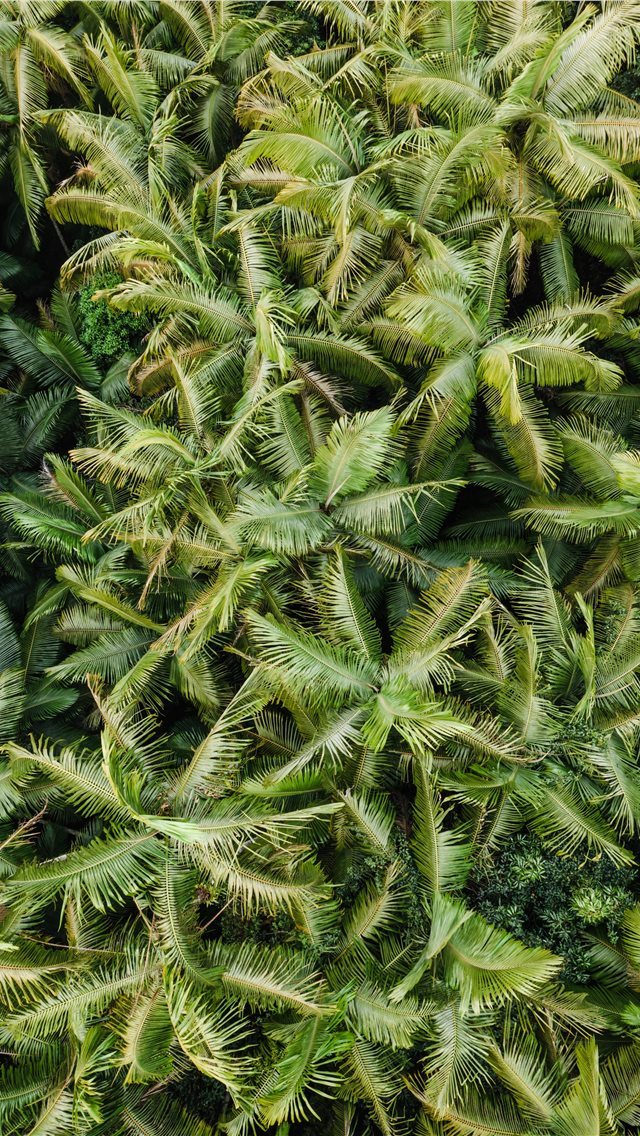 640x1136 field of trees - green iPhone Wallpaper