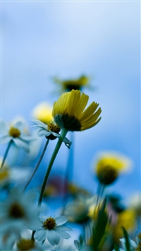 Small Spring Flowers wallpaper