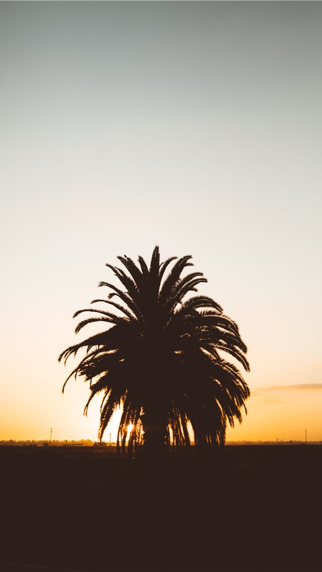 640x1136 silhouette photo of palm tree during golden hour - palm tree iPhone Wallpaper