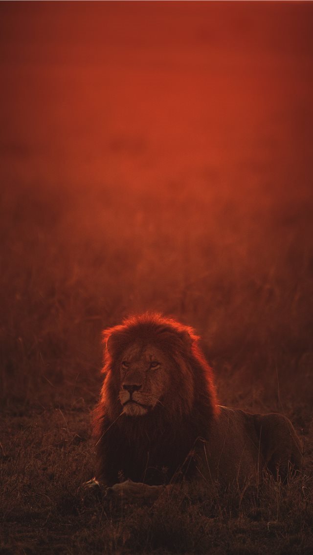 640x1136 lion on green grass during golden hour - lion iPhone Wallpaper