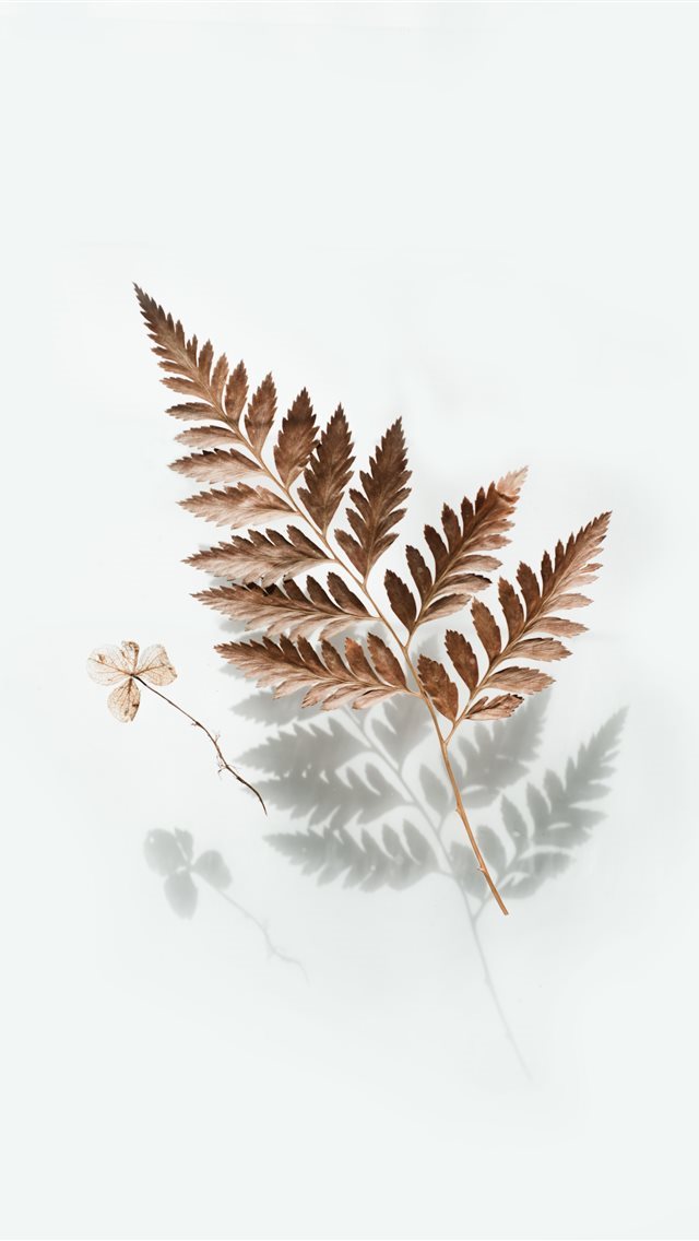 640x1136 brown leaf - bird iPhone Wallpaper