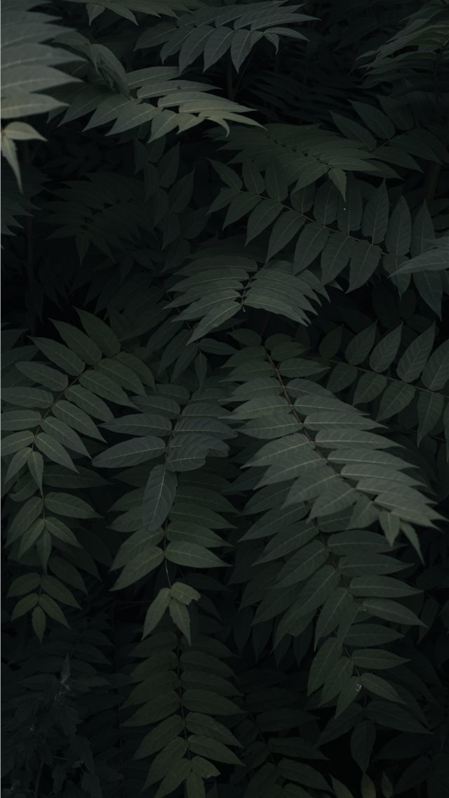 green leefed plants iPhone wallpaper 