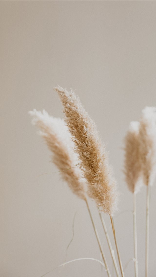 640x1136 white cluster petaled flower in close up photograp... - bird iPhone Wallpaper