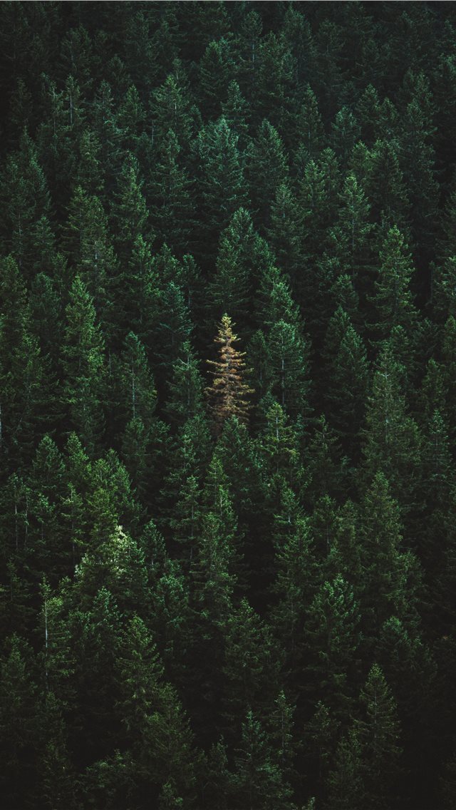 640x1136 green treers - poland iPhone Wallpaper