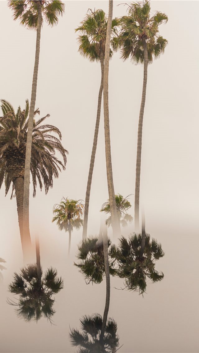 640x1136 coconut tree - palm tree iPhone Wallpaper