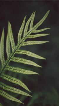 green linear leafed plant wallpaper