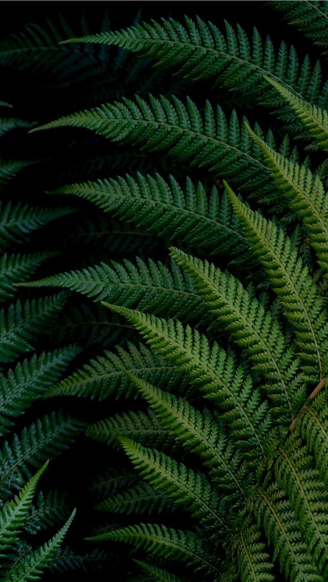 640x1136 green fern plant - texture iPhone Wallpaper