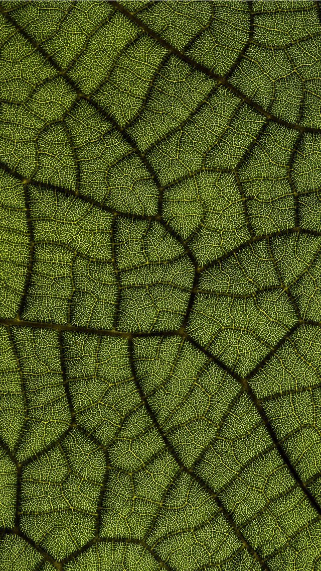 640x1136 green leaf - australia iPhone Wallpaper