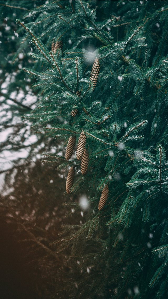 640x1136 green leafed tree - cloud iPhone Wallpaper