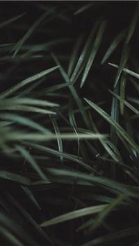 green grass wallpaper