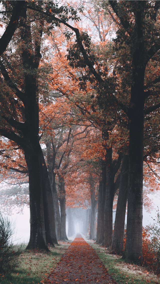 640x1136 tree branch and trees painting -  iPhone Wallpaper
