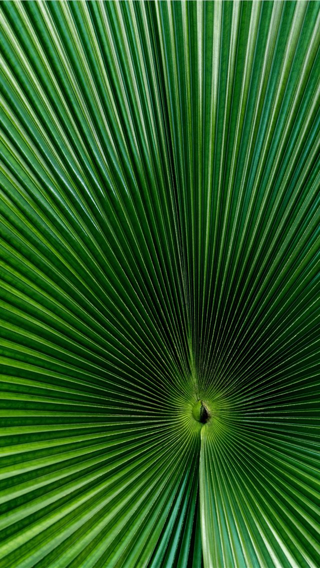 green fan palm leaf iPhone Wallpapers Free Download