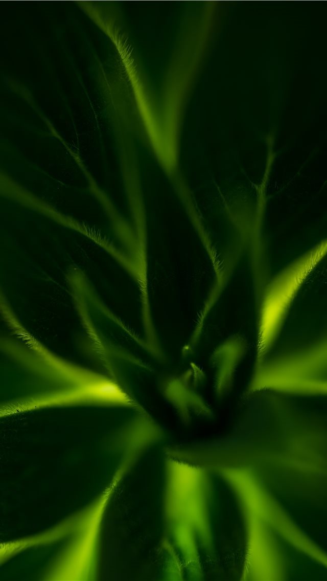 640x1136 green plant - green iPhone Wallpaper