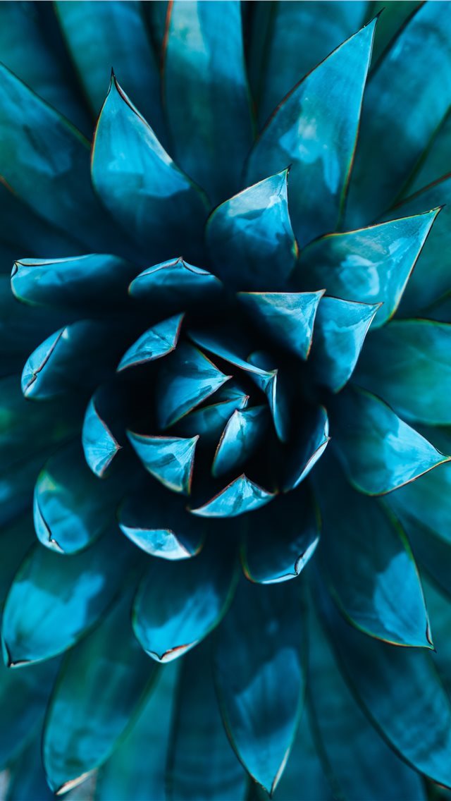 640x1136 selective focus photography of green succulent - teal iPhone Wallpaper