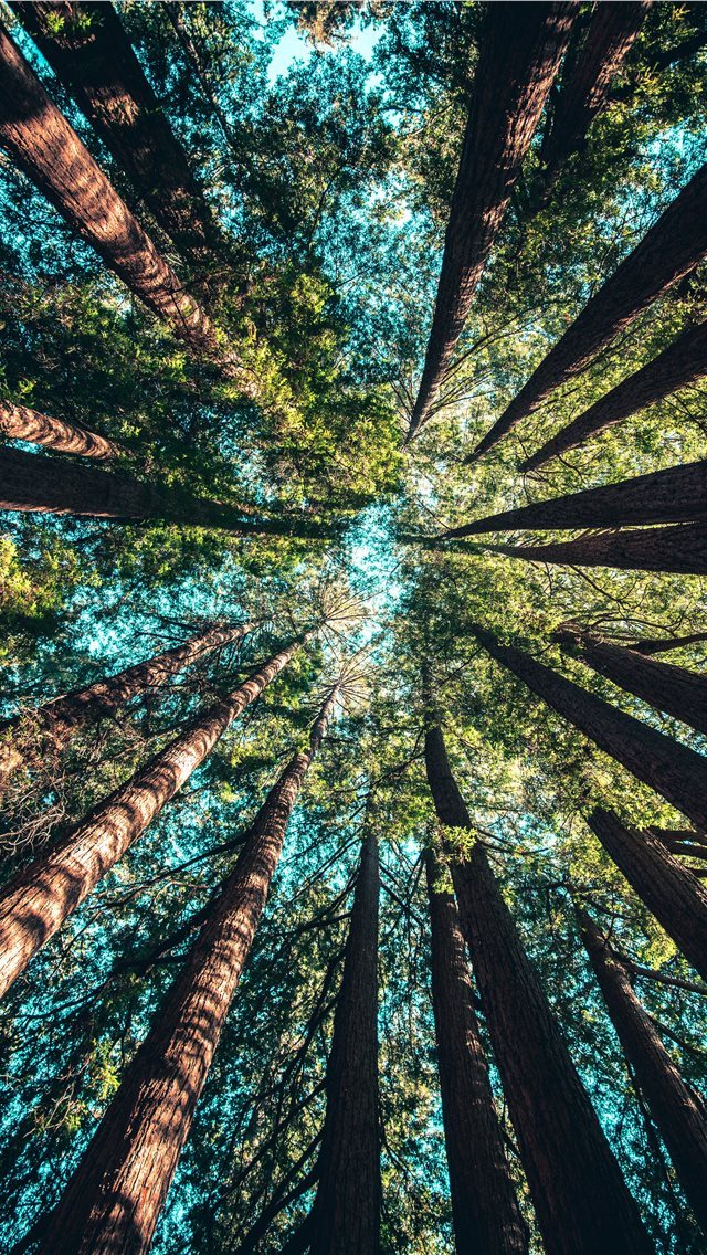 640x1136 low angle photography of trees at daytime - united states iPhone Wallpaper
