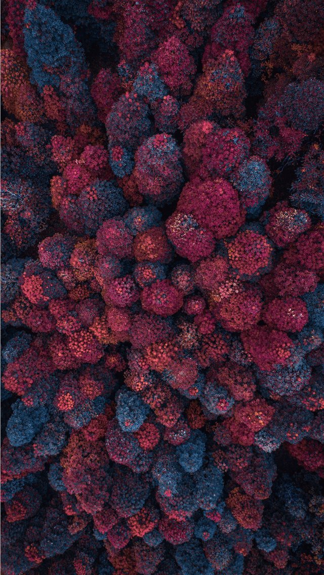 640x1136 aerial view photography of of pink and blue pine t... - kuala lumpur iPhone Wallpaper