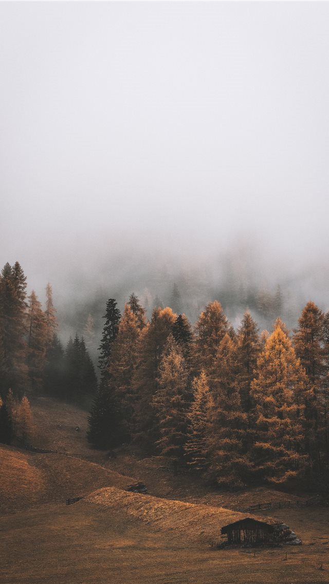 640x1136 fores covered with fogs during daytime - art iPhone Wallpaper