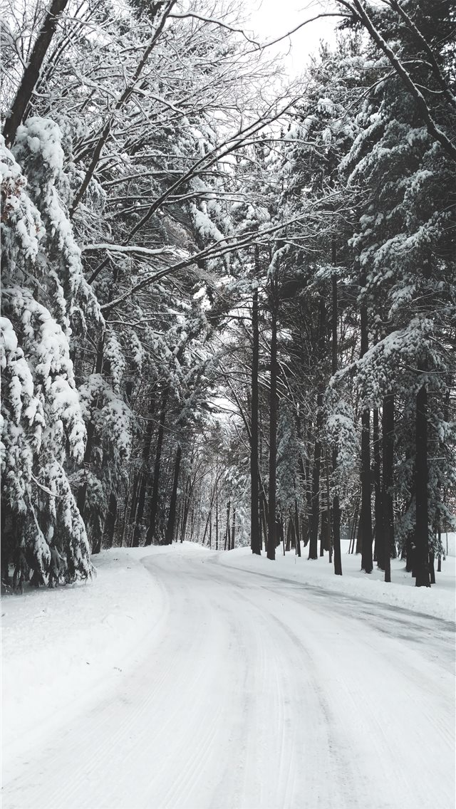 road surrounded by trees during winter iPhone wallpaper 