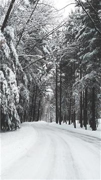 road surrounded by trees during winter wallpaper