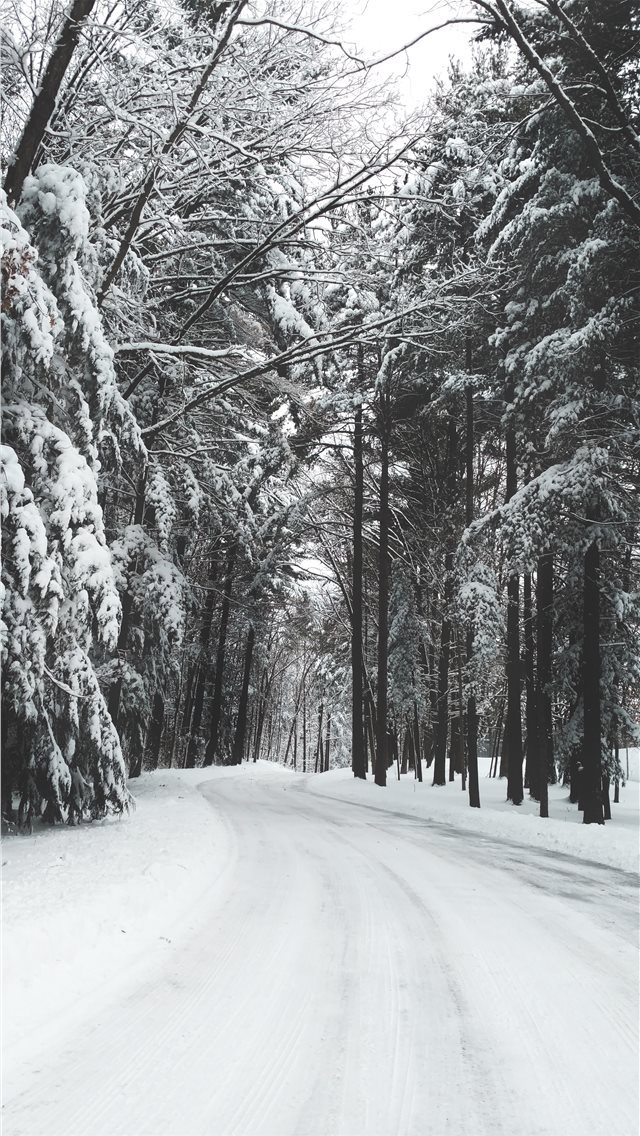 640x1136 road surrounded by trees during winter - united states iPhone Wallpaper