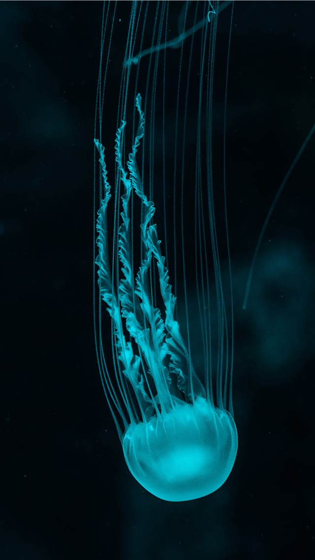 white jellyfish iPhone wallpaper 