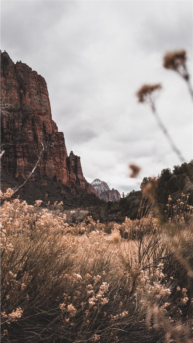 640x1136 white petaled flowers beside mountain under white ... - mountain iPhone Wallpaper
