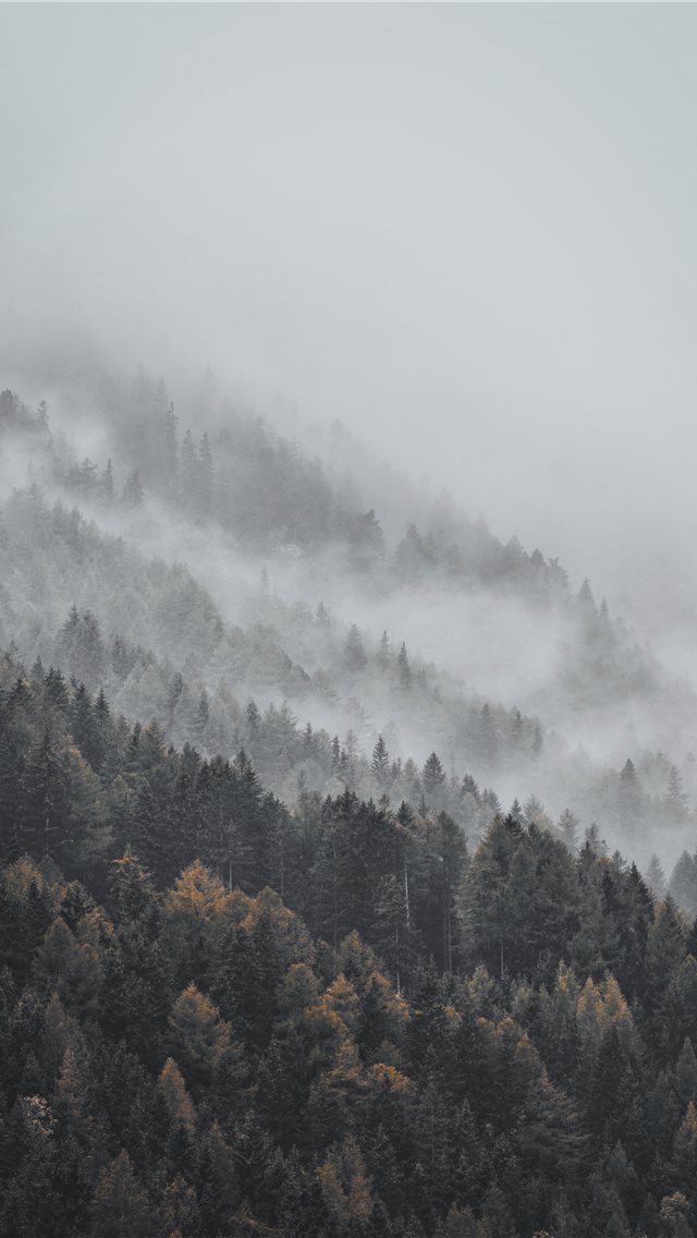 640x1136 aerial photography of forest covered with snow dur... - tree iPhone Wallpaper