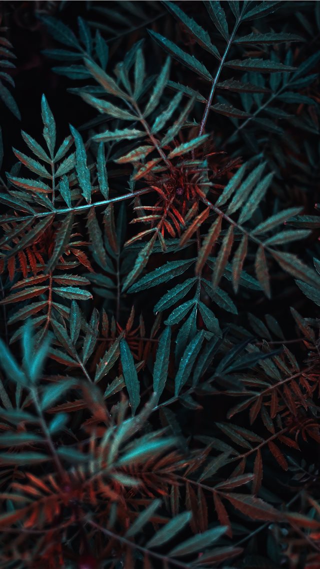 green leafed plant iPhone wallpaper 
