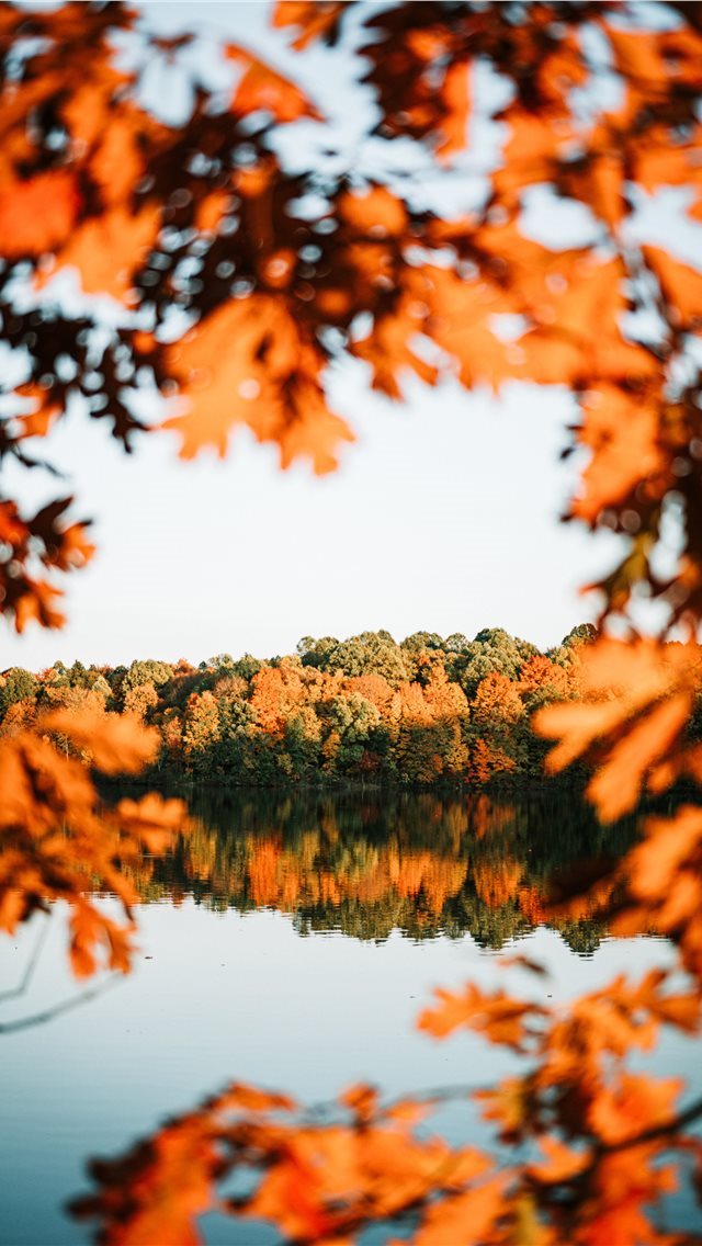 640x1136 trees beside calm body ofwater - fall iPhone Wallpaper