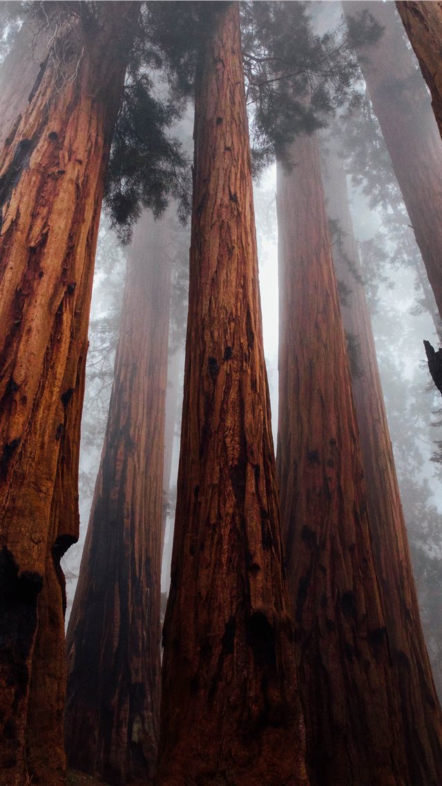 640x1136 worm's eye view photography of forest - united states iPhone Wallpaper